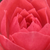 Rose - Rosiers miniatures - Rennie's Pink